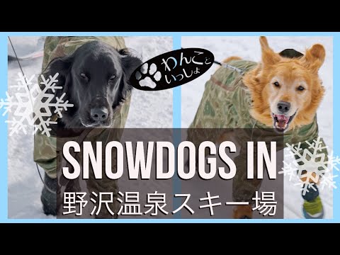 【わんこといっしょ 】2020.1 野沢温泉スキー場でスキー　Snow dogs in Nozawa Onsen Snow resort【GoPro MAX 】