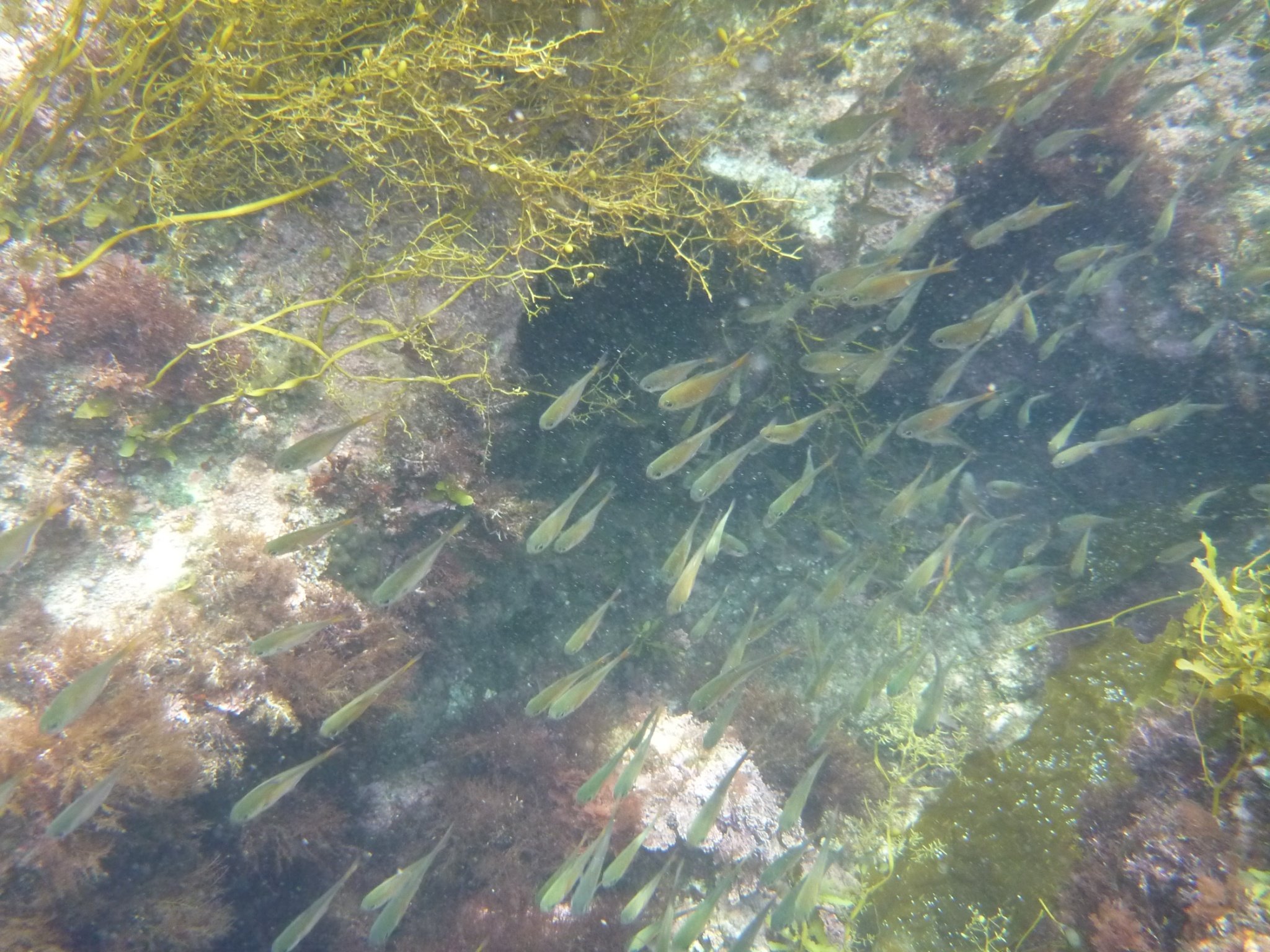 シュノーケリング