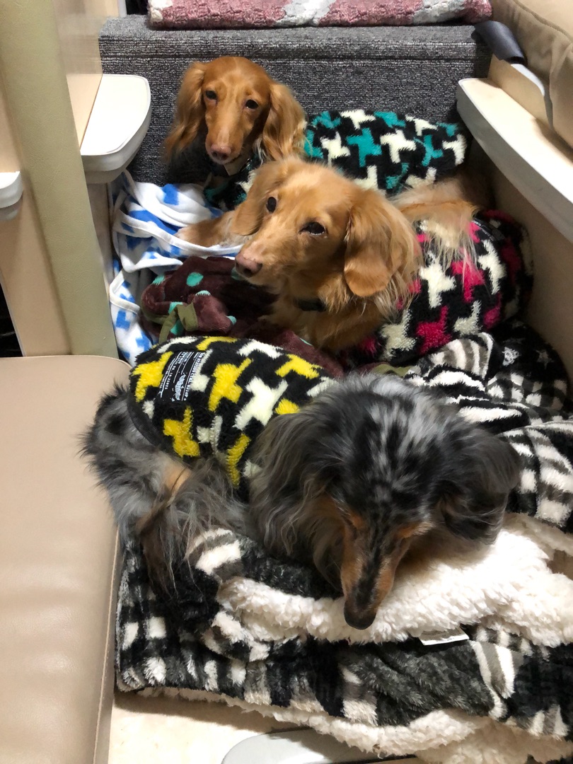 ワンちゃんたち