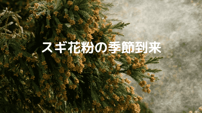 スギ花粉の季節到来
